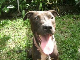 Tamtam The Cool Pitbull