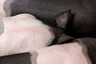Pig Wallpaper Stock Photo HD Public Domain Pictures