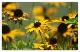 Yellow Flower HD Wallpaper For Standard Fullscreen Uxga Xga