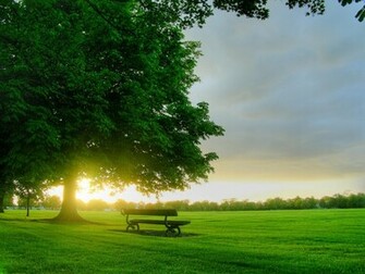 Wallpaper Proslut HD Tree Background Green Trees