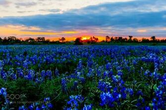 Photograph Bluebonnet Sunset By Phuc H Nguyen On 500px