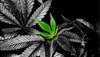 Marijuana Weed Mary Jane Drugs Wallpaper