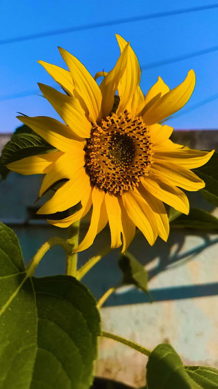 Sunflower Aesthetic Wallpaper