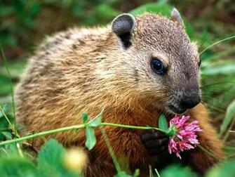Groundhog Wallpaper