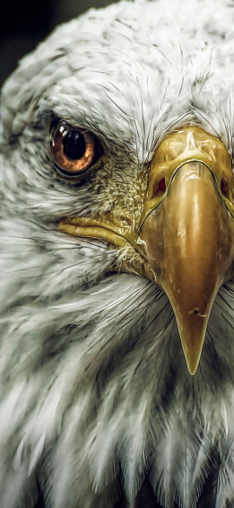 Eagle Wallpaper iPhone X
