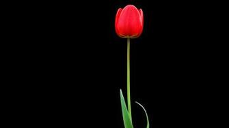 Black Background And One Tulip Wallpaper Stream