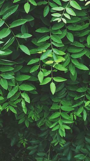 Leaf Wallpaper Green Aesthetic Nature
