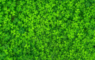 The Power Of Color Green Wallpaper