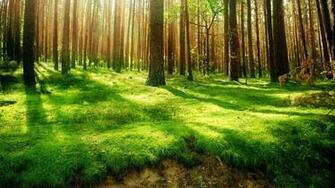 Forest HD Wallpaper Background Image