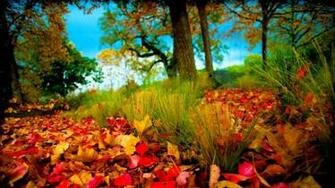 Fall Widescreen HD Wallpaper 1080p Jpg Chocolate God