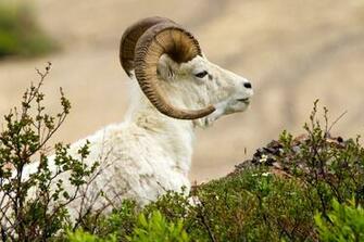 Best Mouflon Wallpaper