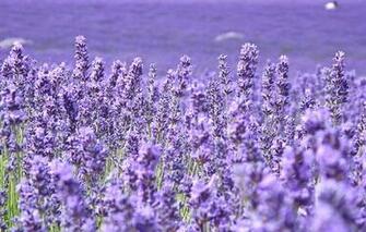 Mobile Screensavers Wallpaper Flowers Android To