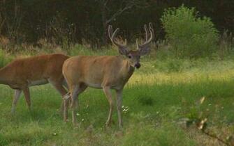 Whitetail Deer Wallpaper And Screensaver
