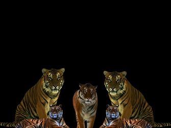Tiger Png