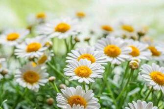 Spring Wallpaper Android Apps On Google Play