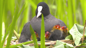 Wwt On X Happy Easter Courtesy Of This Coot And Her Newly