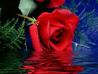 Popular Rose Wallpaper Beautiful Red Pictures