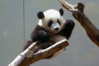 Cute Baby Panda Pictures Funny Photos Mages Gallery