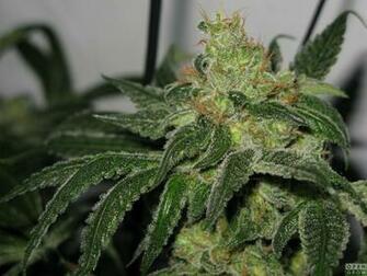 Kush Plant Wallpaper Two Different Og Bx1 S
