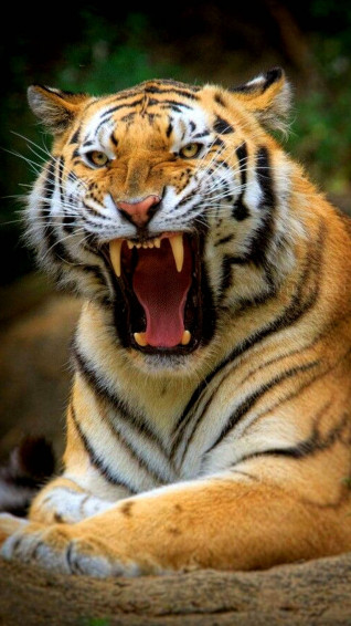 Tiger iPhone Wallpaper