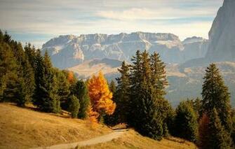 Wallpaper Autumn Forest The Sky Grass Sun Trees