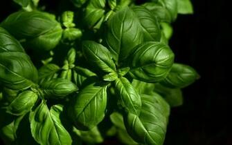 Wallpaper Basil Leaves Green Plant 4k Ultra