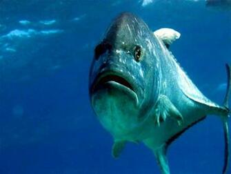 Giant Trevally Ulua Hawaiian Fish Sea Ocean Creatures
