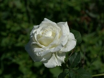 White Jpg
