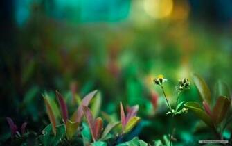 Wallpaper Spring Wildflowers Index