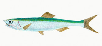 Vintage Illustration Of Smelt Wallpaper