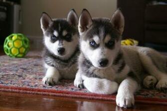 White Siberian Husky Puppy Wallpaper Image Pictures Becuo