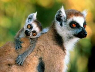 Animal Monkeys Baby Monkey Picture Photos