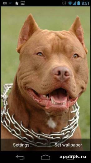 Pitbull Dog Live Wallpaper