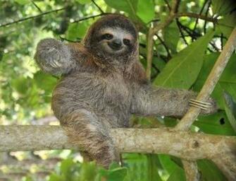 Sloth Wallpaper
