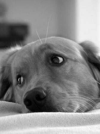 Animals Cute Dogs Nature Puppy