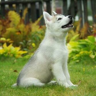 HD Happy Siberian Husky Puppy Wallpaper