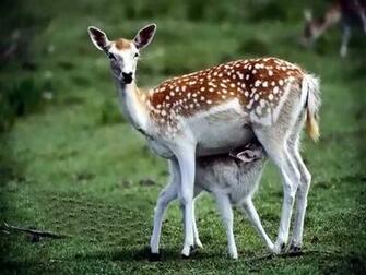 Deer Image High Definition Wallpaper Nature Landscape