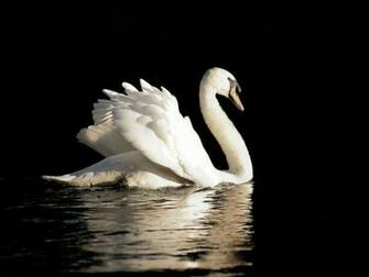 Swan Desktop Wallpaper One HD Pictures Background