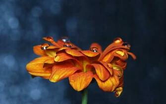 Flowers Wallpaper And Background Desktop Laptop Mobile Nature