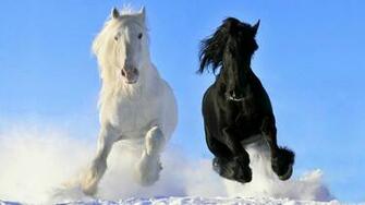Horses HD Wallpaper Horse Desktop 1080p