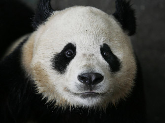 Panda Wallpaper Image Photos Picture