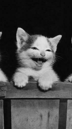 Funny Cat iPhone Wallpaper Cute