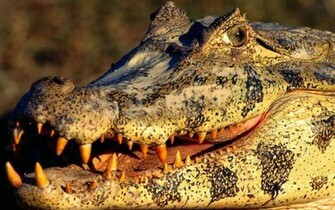 Crocodile Wallpaper