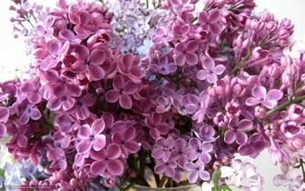 Wallpaper Petals Lilac Flowers Desktop In