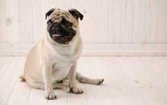Sitting Pug Funny Wallpaper