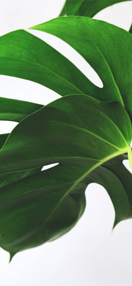 Plant iPhone Wallpaper
