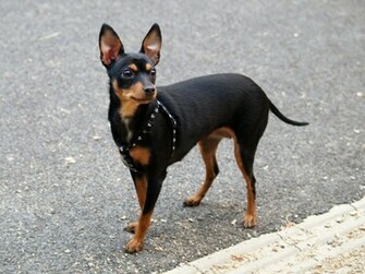 Mini Doberman Pinscher Wallpaper Pin It