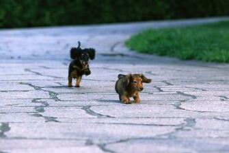 Dog Wallpaper Cool Dogs Cute Image Fidelity Animal