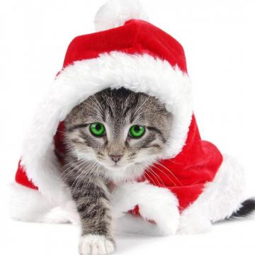 Christmas Wallpaper For iPad Air Image