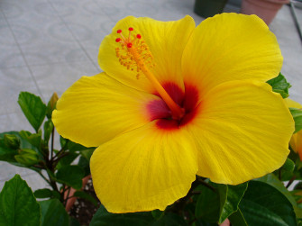 Hibiscus Flowers Wallpaper